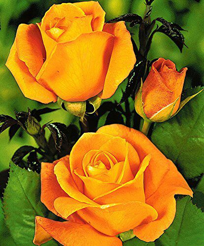 Bouquet: i fiori di giugno - 21