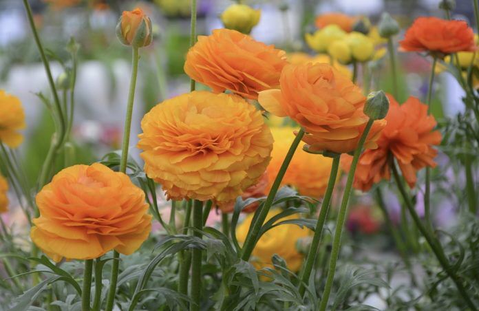 Bouquet: i fiori di giugno - 27