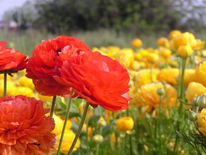 Bouquet: i fiori di giugno - 28