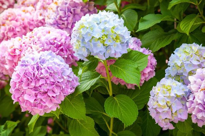 Bouquet: i fiori di giugno - 33