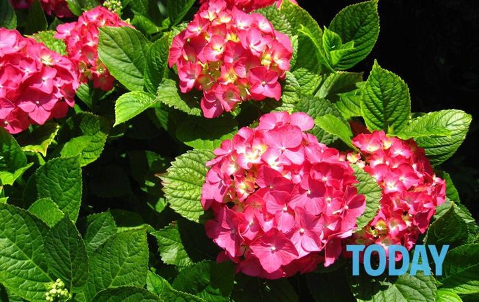 Bouquet: i fiori di giugno - 34