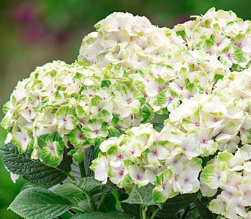 Bouquet: i fiori di giugno - 35
