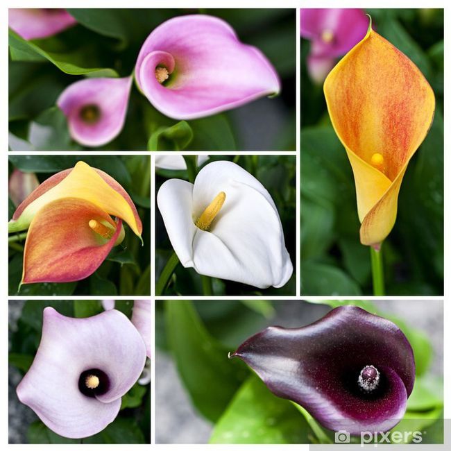 Bouquet: i fiori di giugno - 38
