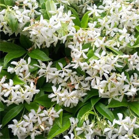 Bouquet: i fiori di giugno - 42