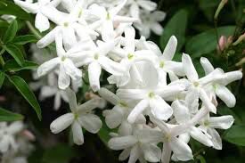 Bouquet: i fiori di giugno - 43