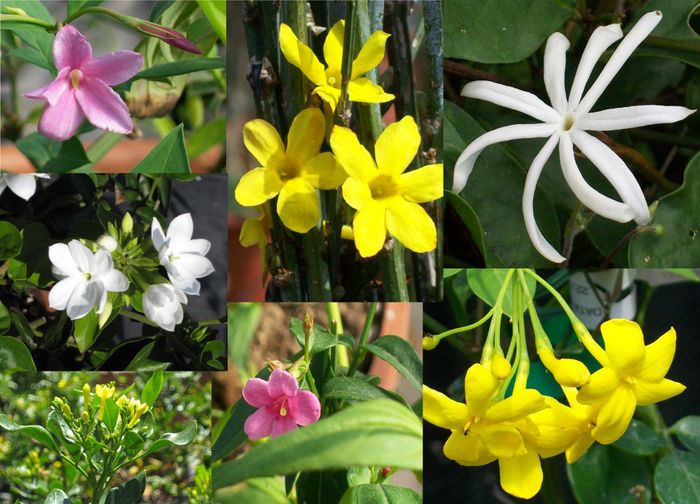 Bouquet: i fiori di giugno - 44