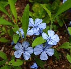 Bouquet: i fiori di giugno - 45