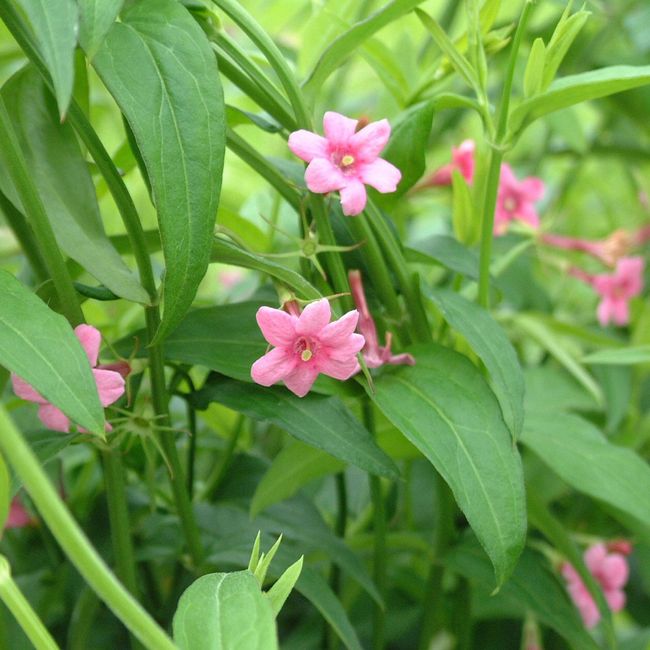Bouquet: i fiori di giugno - 47