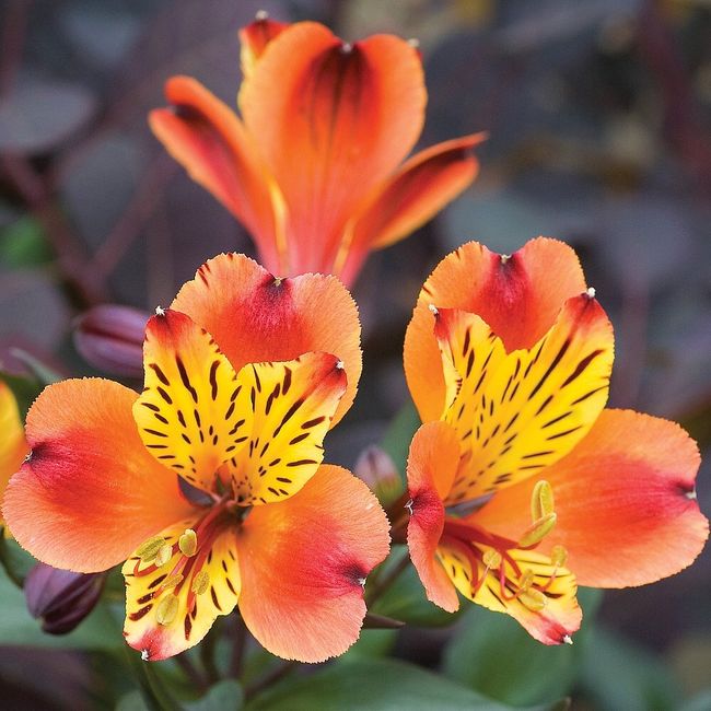 Bouquet: i fiori di giugno - 49