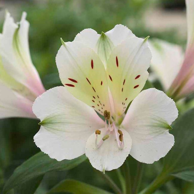 Bouquet: i fiori di giugno - 50