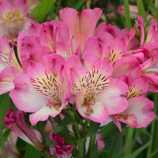 Bouquet: i fiori di giugno - 53