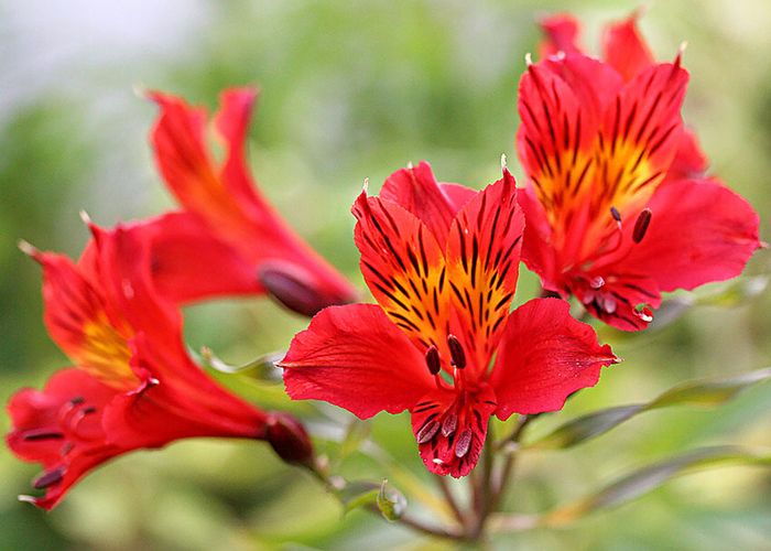 Bouquet: i fiori di giugno - 54