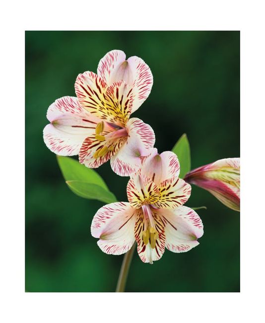 Bouquet: i fiori di giugno - 55