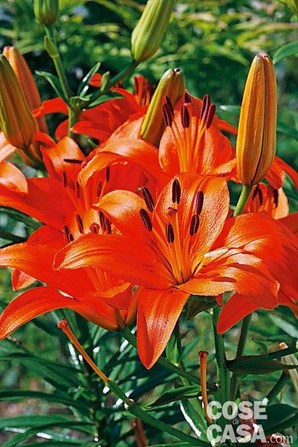 Bouquet: i fiori di giugno - 59