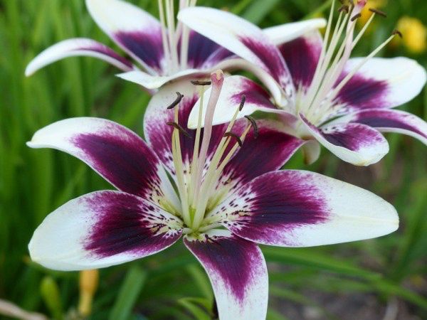 Bouquet: i fiori di giugno - 61