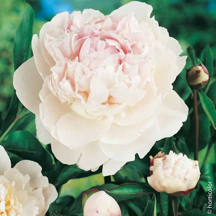 Bouquet: i fiori di giugno - 10