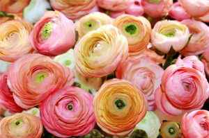 Bouquet: i fiori di giugno - 12