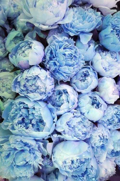 Bouquet: i fiori di giugno - 13