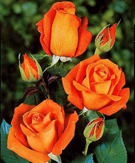 Bouquet: i fiori di giugno - 20