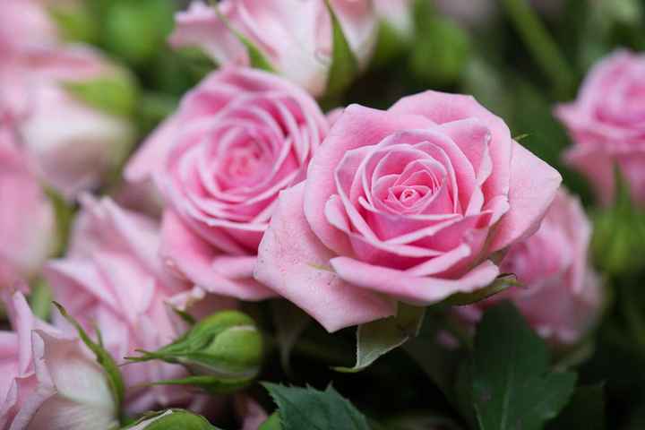Bouquet: i fiori di giugno - 22