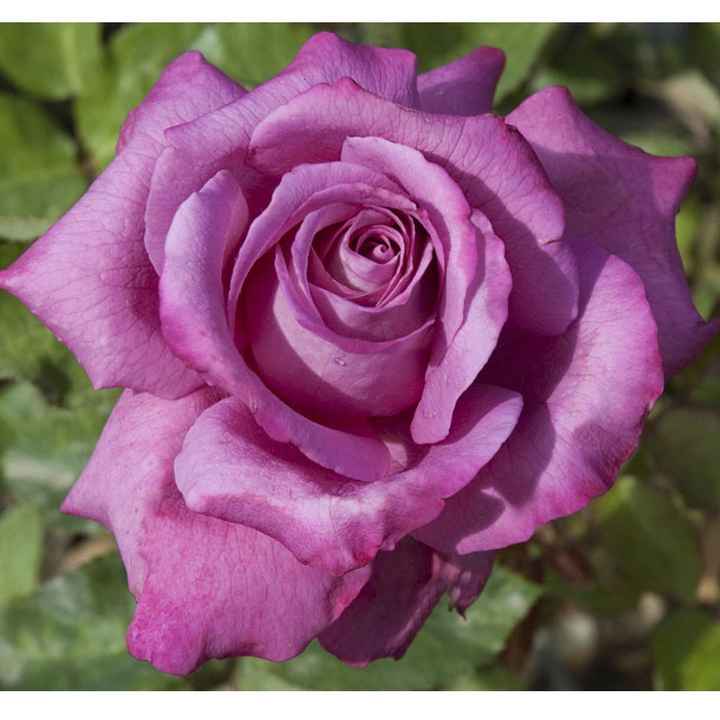 Bouquet: i fiori di giugno - 23