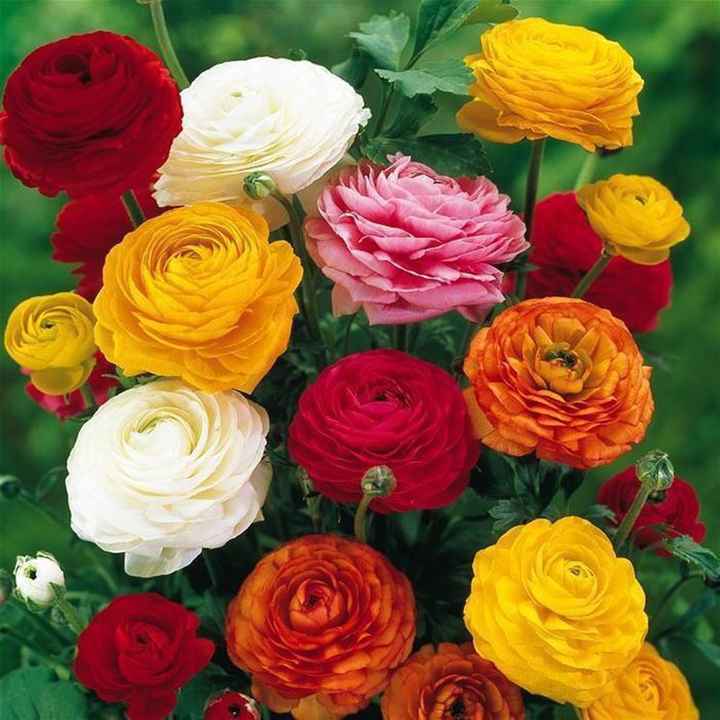 Bouquet: i fiori di giugno - 25
