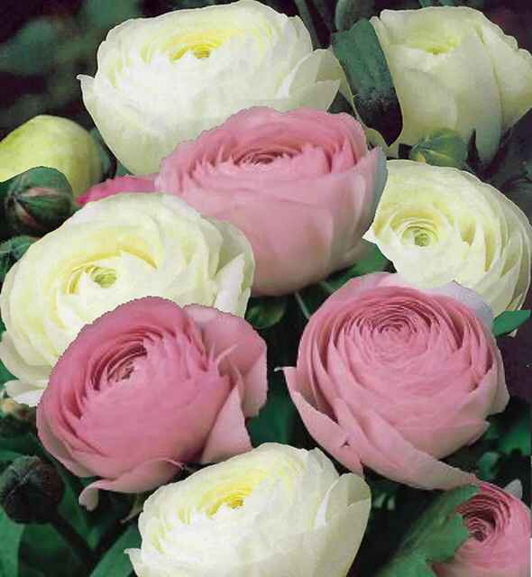 Bouquet: i fiori di giugno - 26