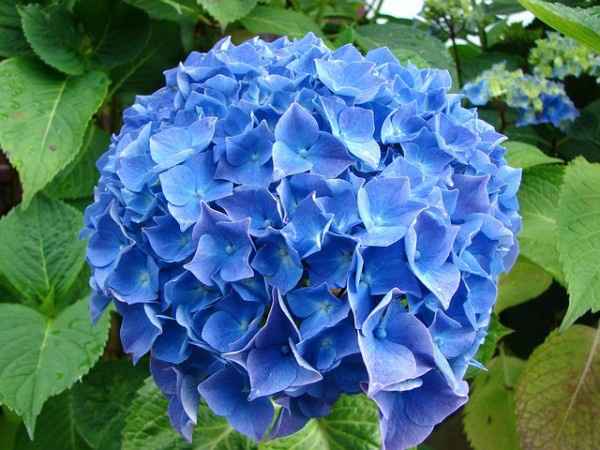 Bouquet: i fiori di giugno - 29