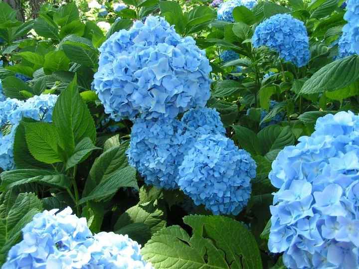 Bouquet: i fiori di giugno - 30