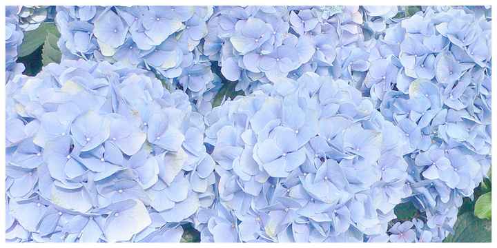 Bouquet: i fiori di giugno - 31
