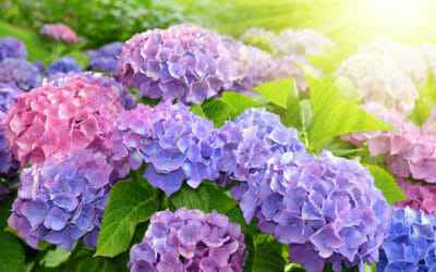 Bouquet: i fiori di giugno - 32