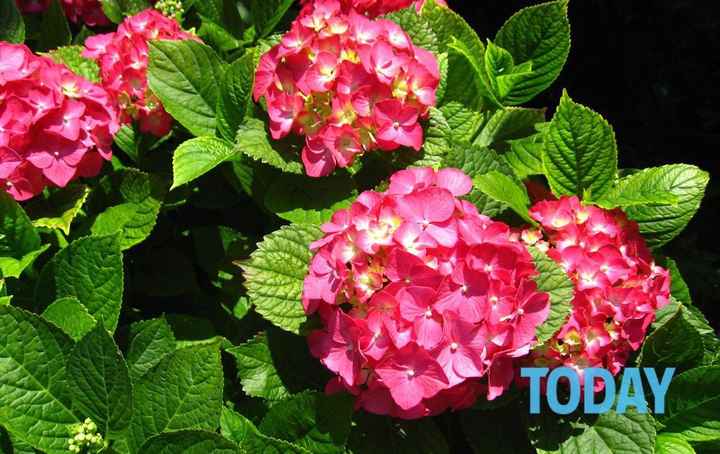 Bouquet: i fiori di giugno - 34