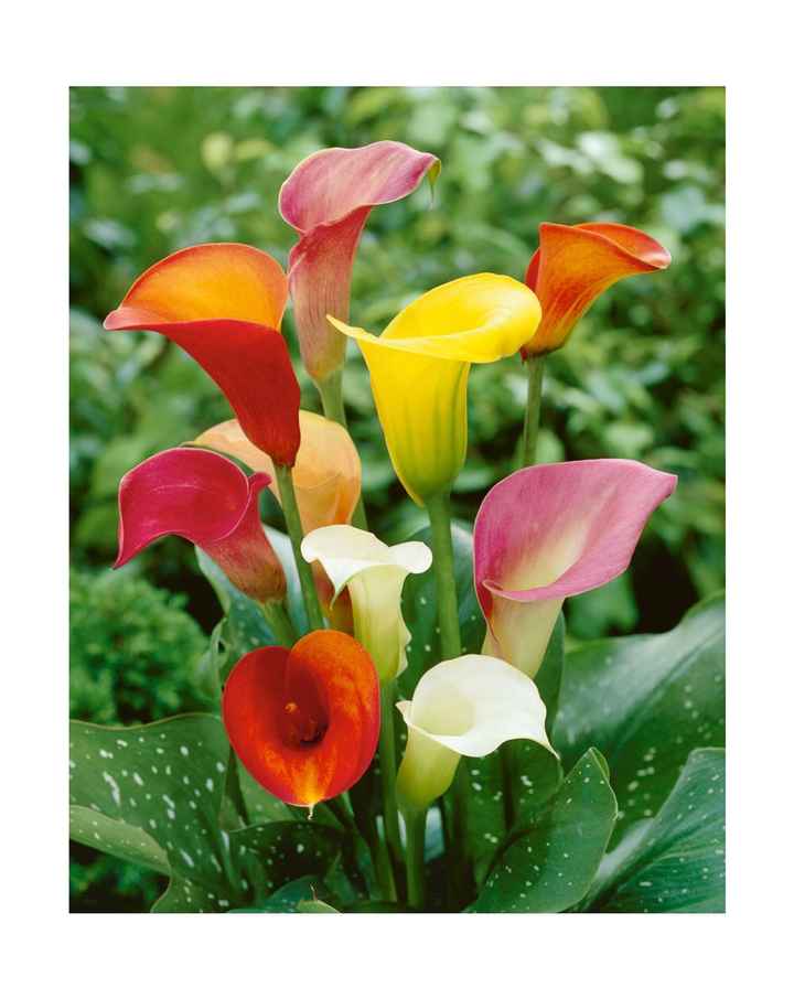 Bouquet: i fiori di giugno - 36