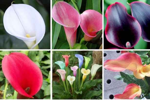 Bouquet: i fiori di giugno - 37