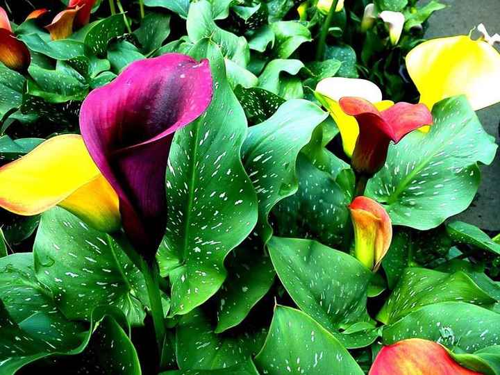 Bouquet: i fiori di giugno - 39