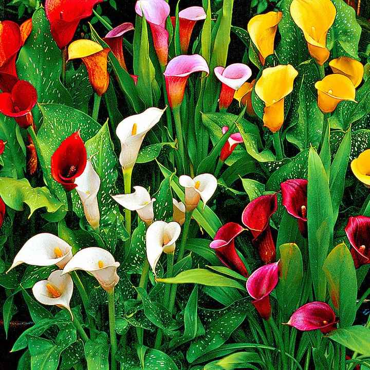 Bouquet: i fiori di giugno - 40