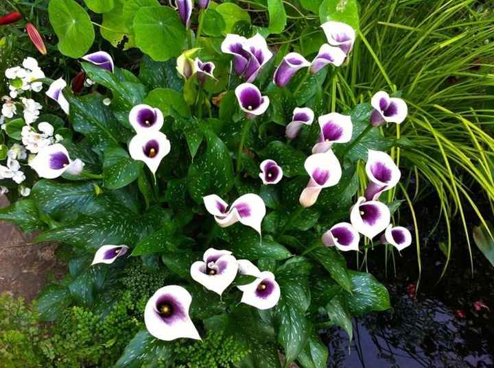 Bouquet: i fiori di giugno - 41