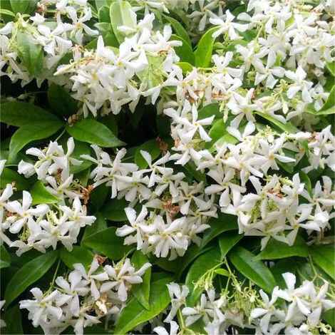 Bouquet: i fiori di giugno - 42