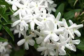 Bouquet: i fiori di giugno - 43