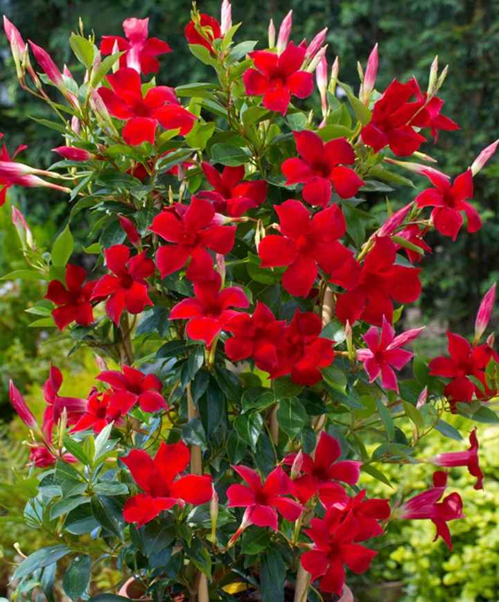 Bouquet: i fiori di giugno - 46