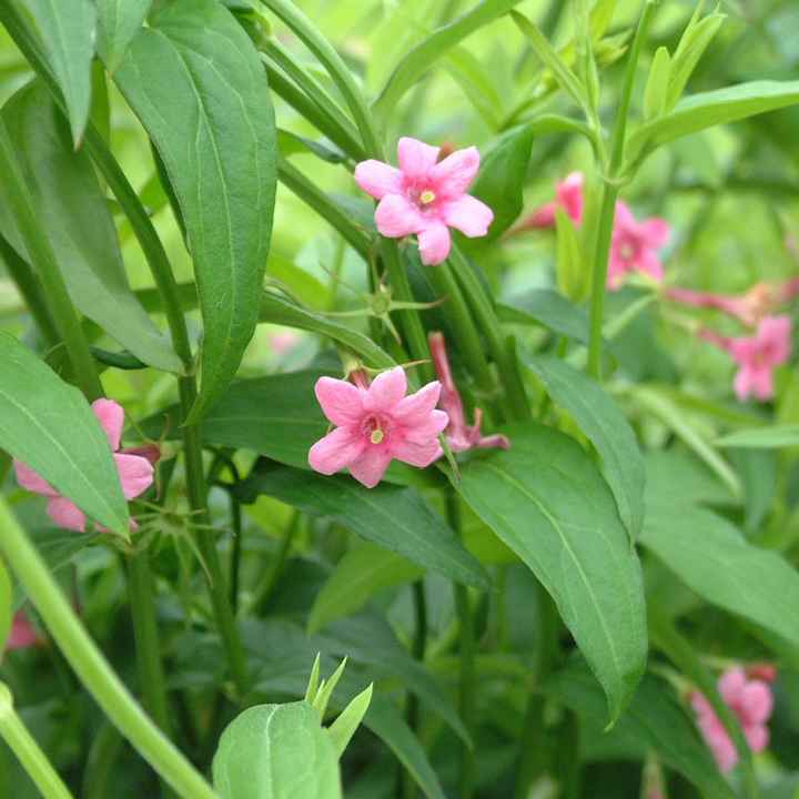 Bouquet: i fiori di giugno - 47
