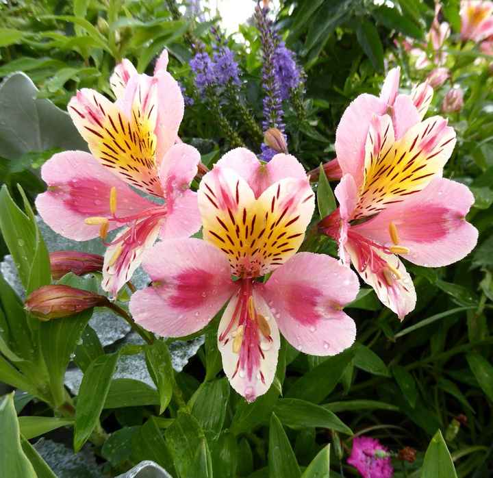 Bouquet: i fiori di giugno - 48