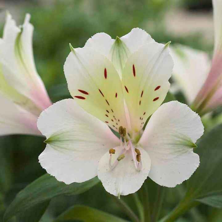 Bouquet: i fiori di giugno - 50