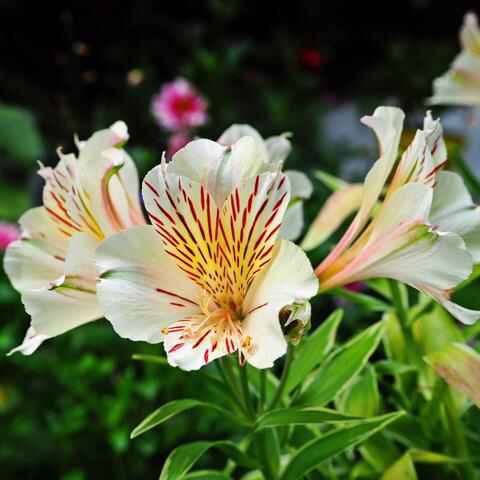 Bouquet: i fiori di giugno - 51