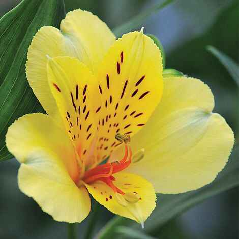 Bouquet: i fiori di giugno - 52