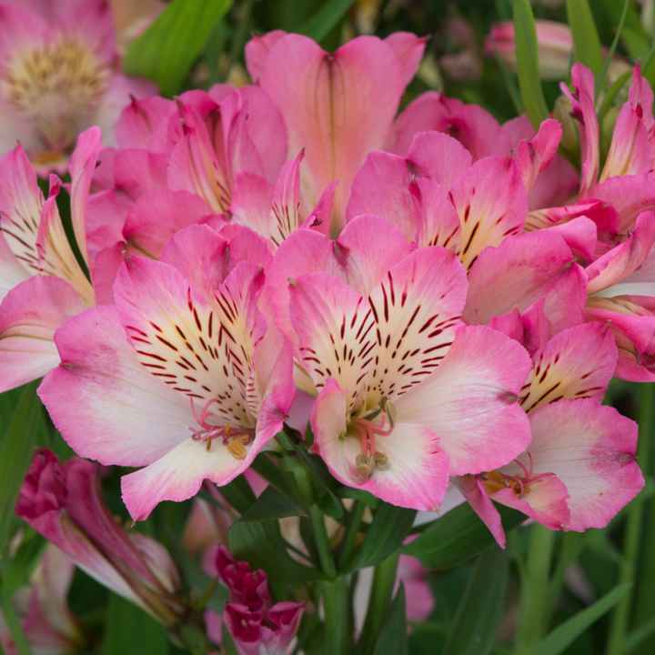 Bouquet: i fiori di giugno - 53