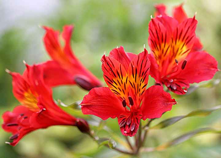 Bouquet: i fiori di giugno - 54