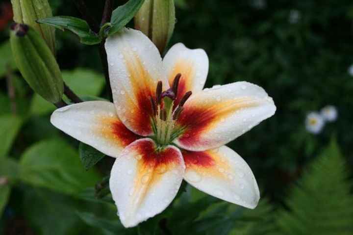 Bouquet: i fiori di giugno - 56