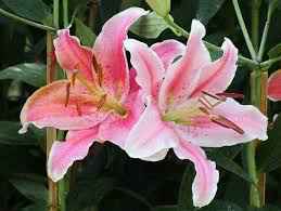 Bouquet: i fiori di giugno - 57