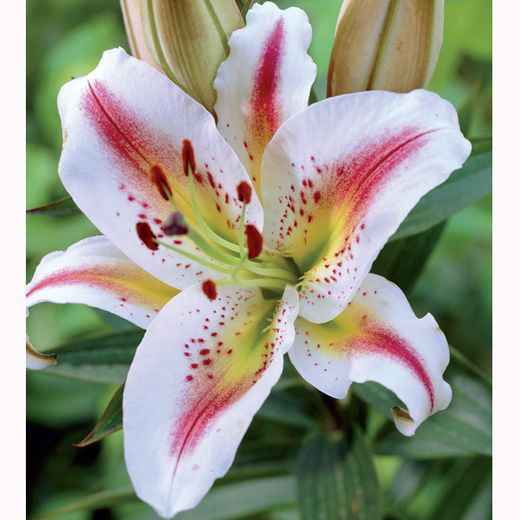 Bouquet: i fiori di giugno - 58